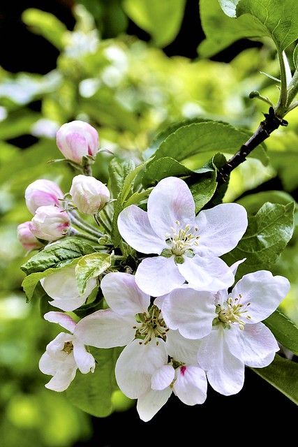 Apple Tree Blossoms, Apple Blossom Flower, Apple Flowers, Apple Blossoms, Spring Blossom, Apple Blossom, Apple Tree, Tree Branch, Flowering Trees