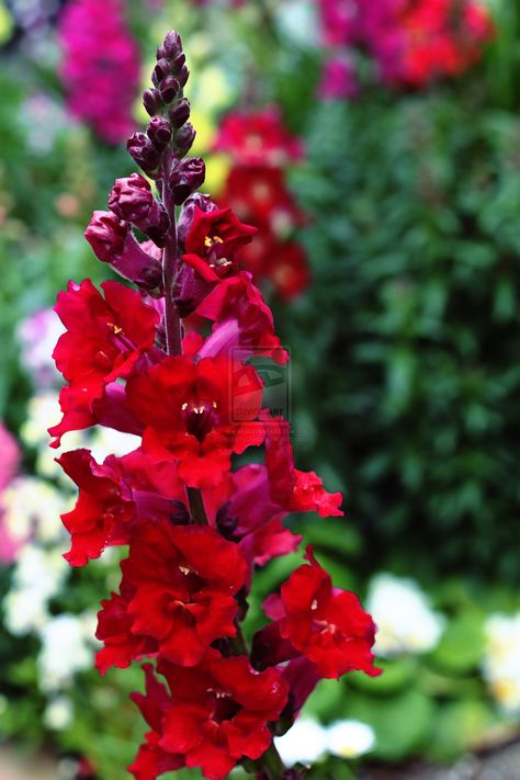 Snapdragon Seeds, Snapdragon Flowers, Large Flower Arrangements, Perennial Flowers, Flowers Perennials, Flower Lover, Hummingbirds, Caicos Islands, Season Colors