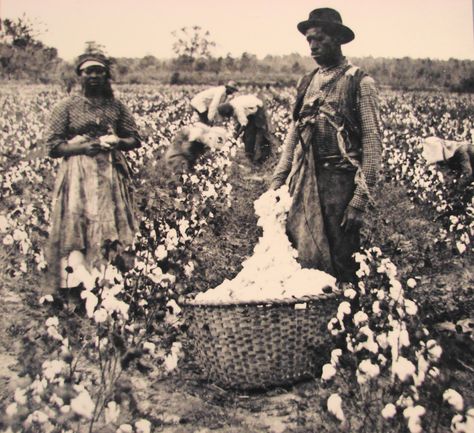 Slaves working in cotton fields Cotton Plantations, John Brown, Cotton Fields, New York Life, African History, African American History, Black American, Black People, Black Lives Matter