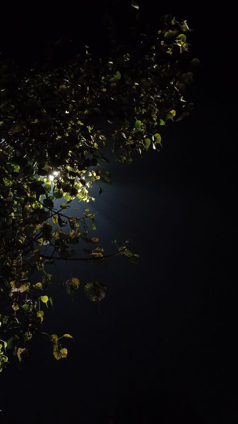 Night Images Aesthetic, Night Time Trees, Tree At Night Aesthetic, Night Tree Snap, Night Village Snap, Moon View Aesthetic, Sky Pics Night, Night Tree Aesthetic, Night Snap Aesthetic