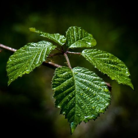 Blackberry Leaves, Green Inspo, Rose Reference, New Nature Wallpaper, Black And White Leaves, Leaf Photography, Work Pictures, White Leaves, Leaf Drawing