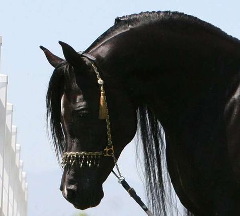 World Renowned - Black - Straight Egyptian Arabian - Stallion Service Arabic Horses, Black Arabian Horse, Arabic Horse, The Black Stallion, Egyptian Arabian Horses, Doberman Pinscher Puppy, Horses Arabian, Arabian Stallions, Beautiful Arabian Horses