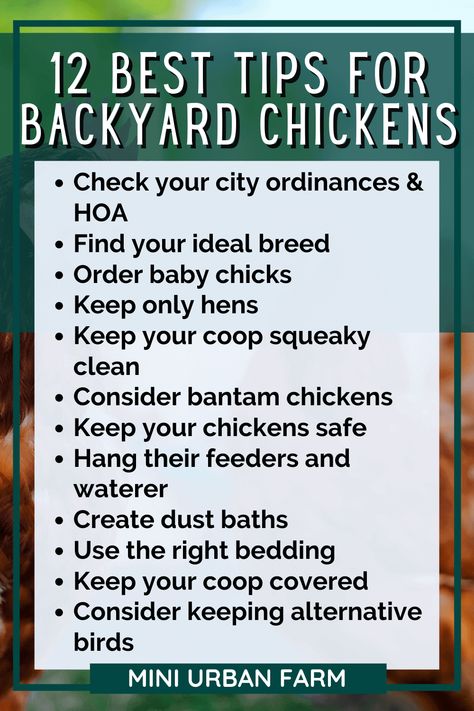 #chickens #chickenkeeping #flock 12 Urban Chicken Keeping Tips Every Urban Homesteader Should Know - Looking to start your backyard chicken flock? These tips for raising chickens for meat and eggs will help! From keeping your birds safe to avoiding nosy neighbors, don't make these chicken keeping mistakes! Backyard Chickens - Mini Urban Farm Raising Chicken For Meat, How To Make Your Chickens Friendly, Chicken Hacks Raising, Raising Chickens In The City, Keeping Chickens Entertained, Urban Chicken, Nosy Neighbors, Chicken Flock, Chicken Minis