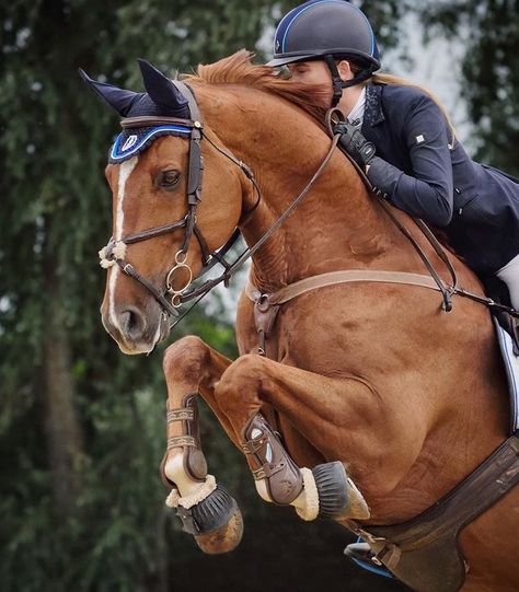 Person Horse Riding, Horse Riding Photography, Horse With Rider, Horse Riding Aesthetic, Show Jumping Horses, Equestrian Aesthetic, Cute Horse Pictures, Horse And Rider, Horse Aesthetic