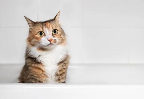 Diy Cat Shampoo, Excited Cat, Shampoo Diy, Dog Films, Dogs Photos, Cat Shampoo, Shampoo Recipe, Diy Shampoo, Homemade Cat