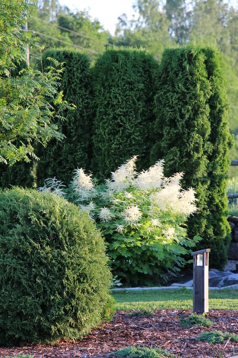 Landscape Hydrangea, Hydrangea Hedge, Hydrangea Landscaping, White Gardens, Summer Sunset, Tropical Garden, Modern Garden, Dream Garden, My Garden