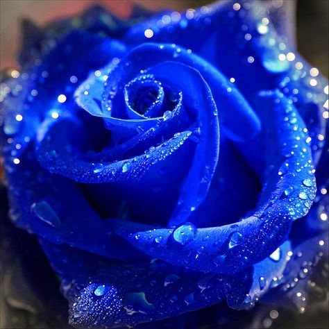 Happy Birthday to my dearest friend Thao Hien! by JannaPham, via Flickr Roses Photography, Rose Seeds, Rose Violette, Macro Flower, Purple Rose, Beautiful Rose Flowers, Water Droplets, Blue Roses, Love Rose