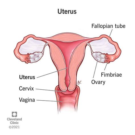 Bicornuate Uterus, Uterine Polyps, Uterine Prolapse, Basic Anatomy And Physiology, Female Reproductive System, Human Body Anatomy, Fallopian Tubes, Reproductive System, Reproductive Health