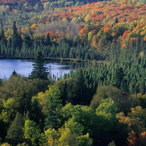 Why Minnesota is the Perfect Place for Forest Bathing | Explore Minnesota Northern Minnesota Aesthetic, Minnesota Countryside, Minnesota Forest, Wilderness Garden, Minnesota Aesthetic, Minnesota Scenery, Granola Lifestyle, Two Harbors Minnesota, Northfield Minnesota