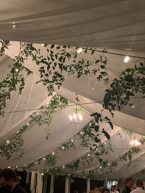 Wedding Tent Decor Ideas, Wedding Tent With Lights, Vines Hanging From Ceiling, Hanging Plant Wedding Decor, Hanging Eucalyptus Wedding, Greenery Ceiling Wedding, Wedding Ceiling Decorations Diy, Wedding Roof Decoration, Decorating Rafters For Wedding