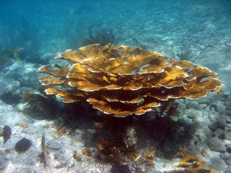 Elkhorn Coral, Intro To Art, Sps Coral, Virgin Islands National Park, Hard Coral, Horn Coral, Elk Horn, Saint Vincent And The Grenadines, Strange Flowers