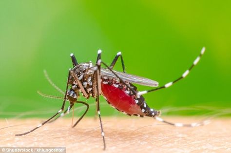 The Aedes aegypti mosquito (pictured stock) is the main mosquito which transmits the Zika ... Mosquito Pictures, Zika Virus, Rain Water Tank, Travis Barker, Pictures Photography, Water Sources, Buying Groceries, Katie Holmes, Still Water