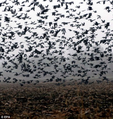 A huge murder of crows Flock Of Crows, Between Two Worlds, Fear Of Flying, Jackdaw, Crows Ravens, Flock Of Birds, Samhain, Crows, Black Bird