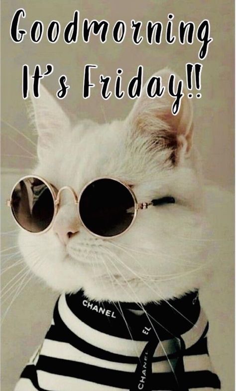 Good Gif, Friday Good Morning, Friday Cat, Good Morning Cat, Meeting Ideas, Happy Day Quotes, Morning Cat, Good Morning Happy Friday, Morning Memes