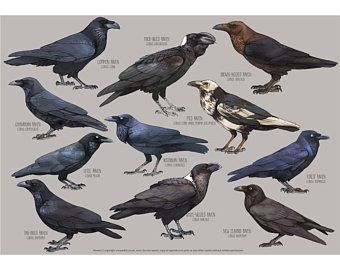 All the Ravens of the world in the family Corvus Corax. Common Raven Chihuahuan Raven Little Raven Fan-Tailed Raven Thick-Billed Raven Pied Raven Australian Raven White-Necked Raven New Zealand Raven Forest Raven Brown-Necked Raven Species Poster, Raven Art, Jackdaw, Crows Ravens, Wall Art Nature, Bird Poster, Painting Wall Art, Beautiful Drawings, Colorful Birds