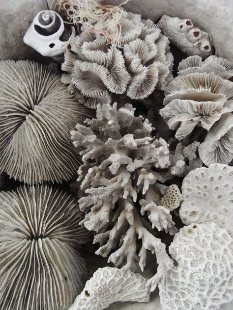 Kara Rosenlund, Christmas Festivities, Crystal Display, St Kilda, Back To Nature, Natural Forms, Patterns In Nature, Coral Reef, Color Textures