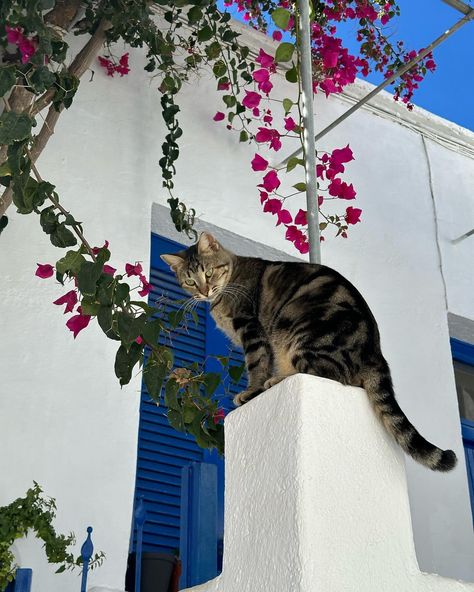 a moment for the cats of Greece 🇬🇷 I’m mad that insta hasn’t given me the ability to post 20 pics on this account because I probably have about 100+ of these cuties 🐈‍⬛ Are you a cat lover? 🐱 Greek Cats, Cat Lover, Cat Lovers, Greece, Vision Board, In This Moment, Quick Saves