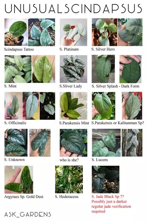 https://i.imgur.com/hJYATfj_d.webp?maxwidth=640&shape=thumb&fidelity=medium Scindapsus Varieties, Plant Leaf Identification, Pothos Varieties, Leaf Identification, Types Of Houseplants, Pothos Plant, Indoor Jungle, Plant Identification, House Plants Decor