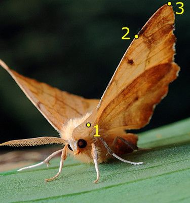 Convergent Evolution, Moth Species, Regard Animal, Cute Moth, Higher Art, Arthropods, Bird Seed, Amphibians, Free Pictures