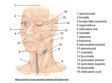 Study guide for esthetics. Esthetics State Board Exam, Esthetics Study Notes, Cosmetology Study Guide, Esthetician Instructor, Beauty Therapy Aesthetic, Esthetician Study Guide, Esthetician School Aesthetic, Esthetics Student, Teaching Esthetics