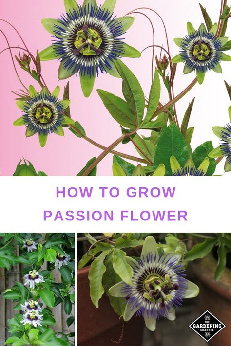 Passion flower can be grown for its fruit, but the flower is stunning. Learn the best growing conditions for passion vines, including tips on how to overwinter in a container. #gardeningchannel #flowergardening #gardening #growingflowers Passion Flower Plant, Passion Fruit Plant, Northwest Garden, Passion Vine, Passion Flowers, Garden Herbs, Garden Vines, Container Gardening Flowers, Meteor Garden 2018