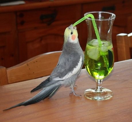 Fail: actually more like a SUCCESS. Get your drink on, little guy. | 15 Animals That Have Committed Huge Pinterest Fails Bird Quotes, Funny Parrots, Funny Birds, 웃긴 사진, Pet Bird, Bird Pictures, Pretty Birds, Cute Birds, Funny Animal Pictures