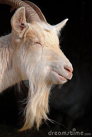 Goat beard by Lena Andersson, via Dreamstime False Goats Beard, Goat Tee Beard Men Style, Goat Open Mouth, Hoodwinked Goat, Goat From Hoodwinked, Goats Beard, Epic Beard, Animals Images, Dark Backgrounds