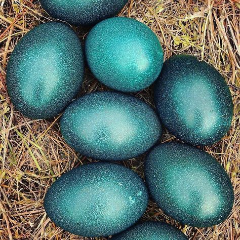 Emu Eggs, Emu Egg, Nature Is Beautiful, Egg Nest, Bird Eggs, Rare Breed, Egg Art, Green Eggs, Wooden Watch