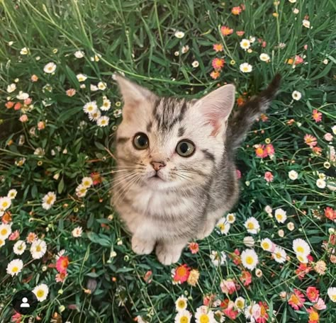 Cute Little Kittens, Silly Cats Pictures, Cute Cats Photos, Silly Animals, Cat Aesthetic, Funny Cute Cats, Silly Cats, Pretty Cats, Cute Little Animals