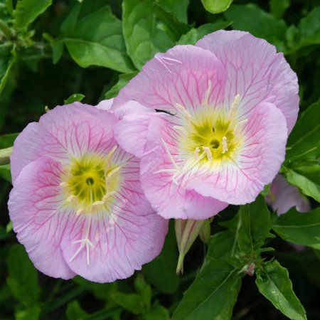 Showy Evening Primrose Wildflower Gardening Seeds - 1 Oz - Wild Flower Garden Seeds - AKA Mexican Prim Rose - Oenothera Prim Rose, Wild Flower Garden, Gardening Seeds, Sprouting Seeds, Wildflower Garden, Herbs Indoors, Plant Spacing, Seed Company, Evening Primrose