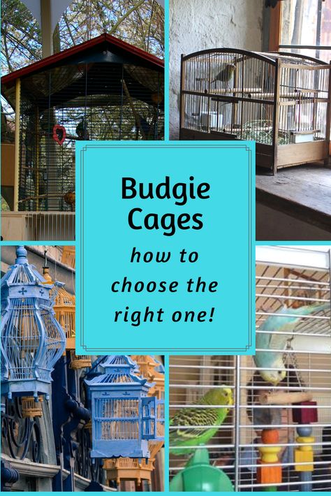 There are so many budgie cages out there, but some are not suitable for your pet! These are the main things to look for in a cage for your budgie. Pet Budgie, Parakeet Care, Budgies Parrot, Best Pet Birds, Budgie Cage, Wild Birds Photography, Budgie Toys, Parakeet Cage, Pet Bird Cage