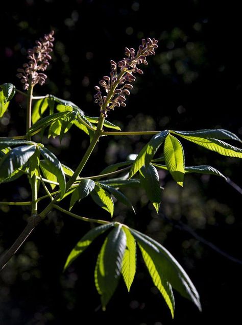 14 Louisiana native plants to add to your garden | Home/Garden | nola.com Louisiana Landscape, Spring Flowering Trees, Native Plant Landscape, Farm Property, Native Plant Garden, Shade Grass, Hummingbird Plants, Plants Landscape, Tropical Garden Design