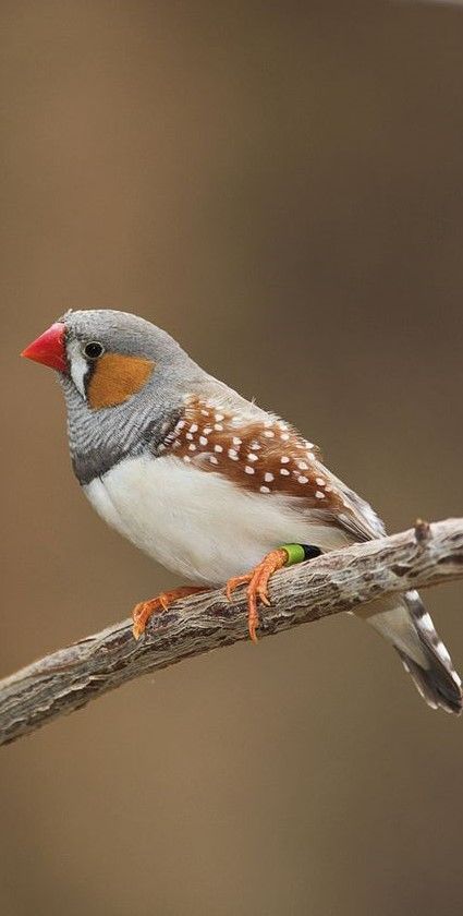 Finches Bird Pets, Zebra Finches, Finch Bird, Australian Fauna, Zebra Finch, Finches Bird, Animals Amazing, Animal Quilts, Australian Birds