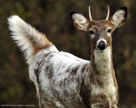 A piebald deer is a deer with a brown and white spotting pattern which is not caused by parasites or diseases. Piebald Deer, Whitetail Deer Pictures, Deer Pictures, Surviving In The Wild, Albino Animals, Deer Family, Animale Rare, Rare Animals, White Tail