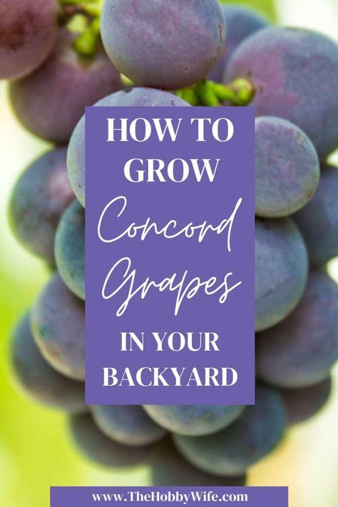 How to Grow Concord Grapes in Your Backyard Inforgraphic. Growing Grapes In Raised Bed, Growing Concord Grapes, Concord Grapes Growing, Concord Grape Trellis Ideas, Growing Grapes In Backyard Trellis, Growing Grapes In Backyard, Tennessee Gardening, Backyard Grapes, How To Store Grapes