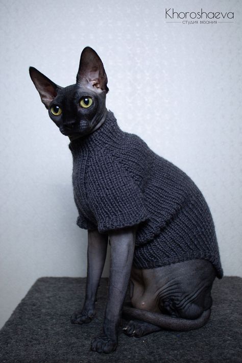 Cat Sweater Knitting Pattern, Cat Sweater Pattern, Chat Sphynx, Sphynx Cat Clothes, Sphinx Cat, Arte 8 Bits, Cat Sweater, Knitted Cat, Car Essentials