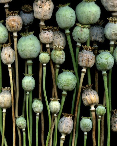 54534-20 Papaver somniferum by horticultural art, via Flickr    (four of swords) Poppy Pods, Seed Pods, Natural Forms, Patterns In Nature, Plant Life, Horticulture, Shades Of Green, Mother Nature, Flower Power