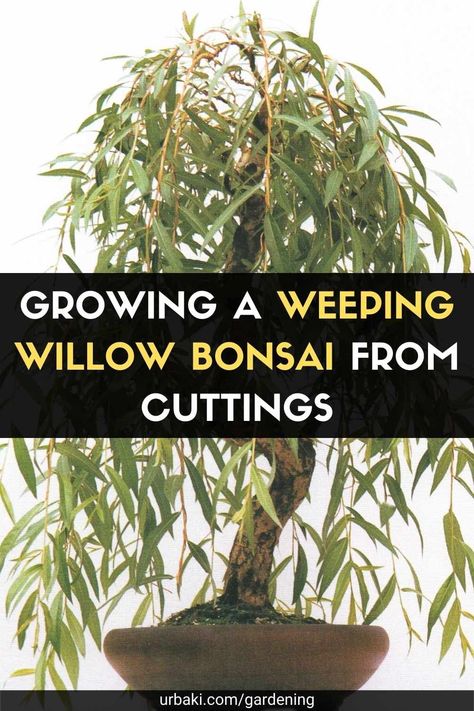 One of the most popular bonsai is the weeping willow. This tree is well known for its drooping branches, leaves, and flowers. It is a favorite of most bonsai growers because, in addition to its adorable appearance, it looks spectacular in any type of bonsai style. The tree is also growing rapidly, so you will be able to see the results in a few years. The weeping willow originated somewhere in China and thrives in Asia and areas of Europe. It is also found throughout the United States. But... Weeping Willow Tree Bonsai, How To Bonsai A Tree, Bonsie Tree Bonsai Plants, Bonsai Plants Indoor, Willow Bonsai Tree, Weeping Bonsai, Weeping Willow Bonsai, Types Of Bonsai Trees, Willow Bonsai