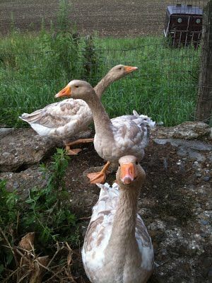 Goose Bumps, Pet Goose, Farm Geese, American Buff Geese, Goose Feathers, Hobby Farms, Birds, Animals