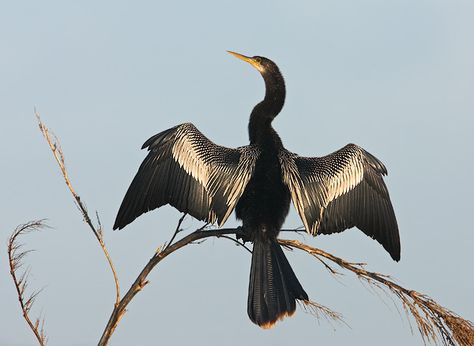 anhinga Florida Scenery, Bird Drawing, Bottlenose Dolphin, Japanese Tattoo Art, Great White Shark, Birds Tattoo, Bird Drawings, Wild Birds, Guinea Pigs