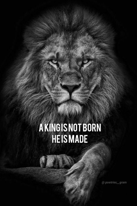 Lion Pics, Aesthetic Lion, Quotes About Men, Aquarium Live Wallpaper, Millionaire Motivation, Work Desk Decor, Man Quotes, Proverbs 28, Lion Quotes