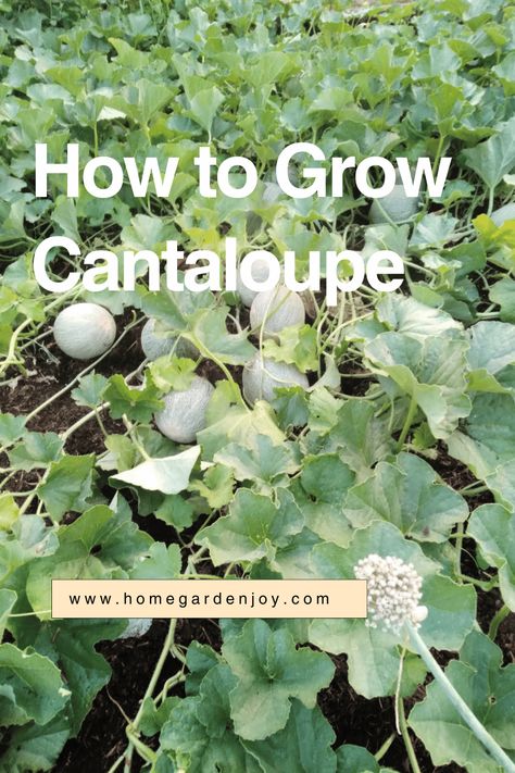 Learn how to grow cantaloupe right in your backyard with my easy tips and care information. You can grow cantaloupe in raised beds, pots, or containers. Learn with Home Garden Joy! #gardening #organicgardening #growfruit via @sevenoaksjeanne How To Grow Cantaloupe, Grow Cantaloupe, Making Herbal Tea, Mushroom Compost, Growing Fruit, Food Garden, Growing Herbs, Seed Starting, Farm Gardens