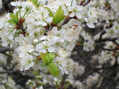 beach plum prunus maritima by KM via Flickr Sweet Fern, Beach Plum, Easy Perennials, Cape Cod Cottage, Beach Backyard, Seaside Garden, Container Garden Design, Small White Flowers, Plant Combinations