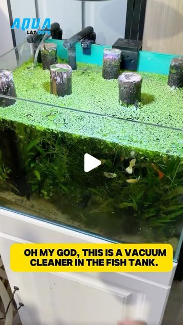 Aqua Layouts on Instagram: "Does your aquarium have them? #fish #fishtanks #fishlover #aquarium #viral #viralvideos #reels #aquariumfish #planttank" Under Gravel Filter Aquarium, Aquarium Room Ideas, Fish Tank Setup Ideas, Betta Tank Ideas, Aquarium Setup Ideas, Cute Fish Tank Ideas, Betta Fish Tank Ideas, Large Aquarium, Betta Tank