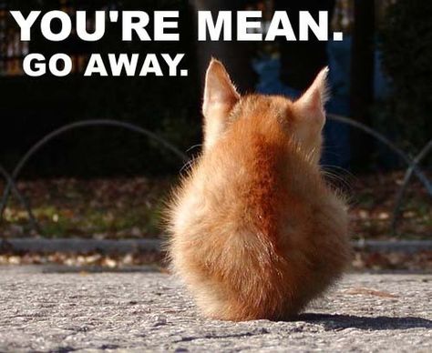 go away  if only everyone was cute enough to get away with this You're Mean, Mean Cat, Mean People, Orange Cat, Crazy Cat Lady, Crazy Cats, Cat Memes, Make Me Smile, Just In Case