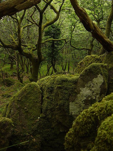 Oak forest in Wales Overgrown Forest, Step Garden, Moss Gardens, Nature Reference, Hidden Forest, Moss Covered, Fairy Forest, Oak Forest, Moss Garden