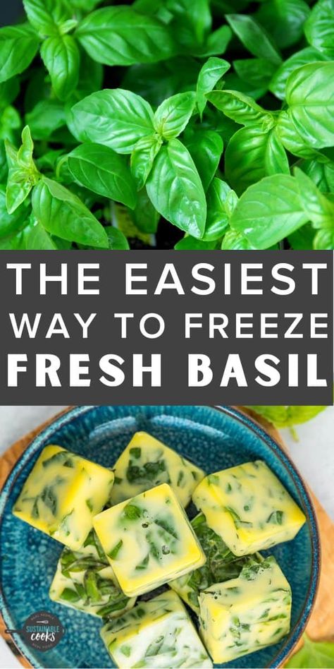 Learn all the tips and tricks for how to freeze basil to build a freezer stash of this incredible herb. Freezing basil is a great way to preserve it without needing to know any special kitchen skills. How To Freeze Basil, Freezing Garlic, Storing Basil, Preserving Basil, Freezing Pesto, Freezing Fresh Herbs, Fresh Basil Recipes, Freezing Herbs, Preserving Herbs