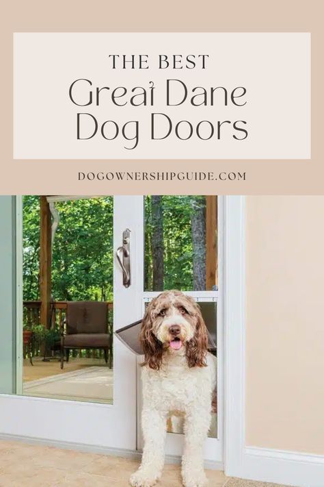 Great Dane Dog Door, Doggie Door Ideas Large Dogs, Best Dog Door, Great Dane Size, Large Dog Door, Dog Doors, Giant Breeds, Great Danes, Dane Dog