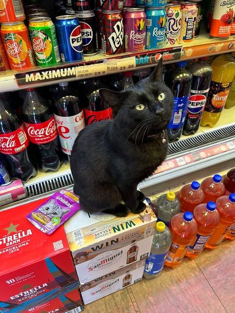 Bodega Cat, Scared Cat, Corner Store, Cat 2, Cute Cats And Dogs, Kitty Cats, Silly Cats, Black Cats, Cute Photos