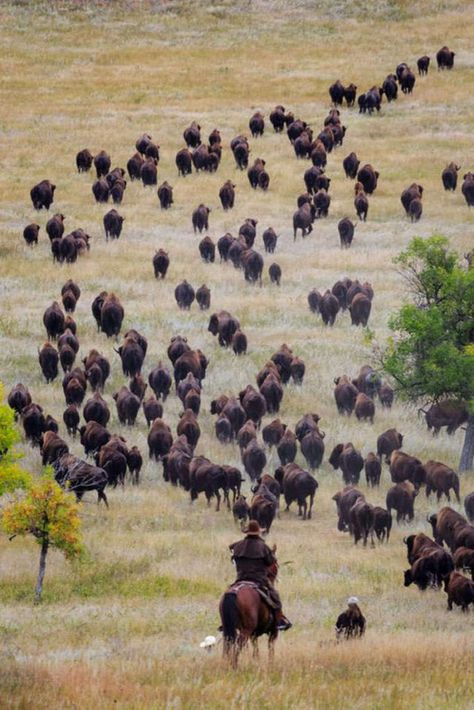 Buffalo Animal, Custer State Park, Wilde Westen, American Bison, Western Life, Ranch Life, Bad Dog, Travel South, Black Hills